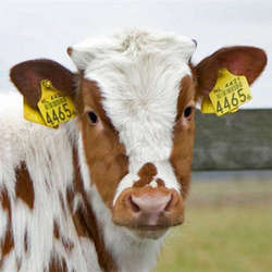 cow-ear-tag